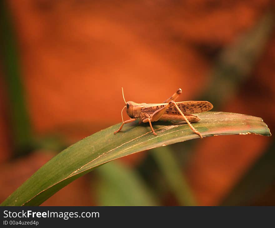 Grasshopper