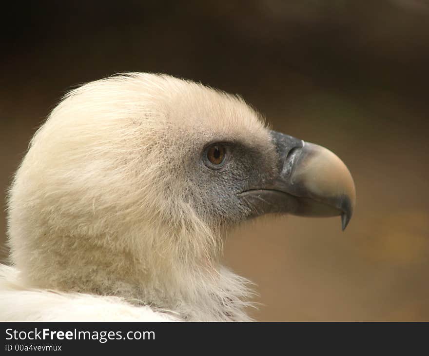 Vulture