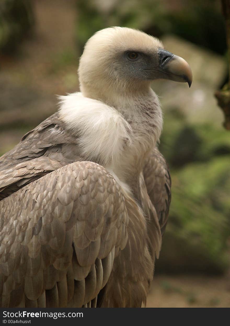 Vulture