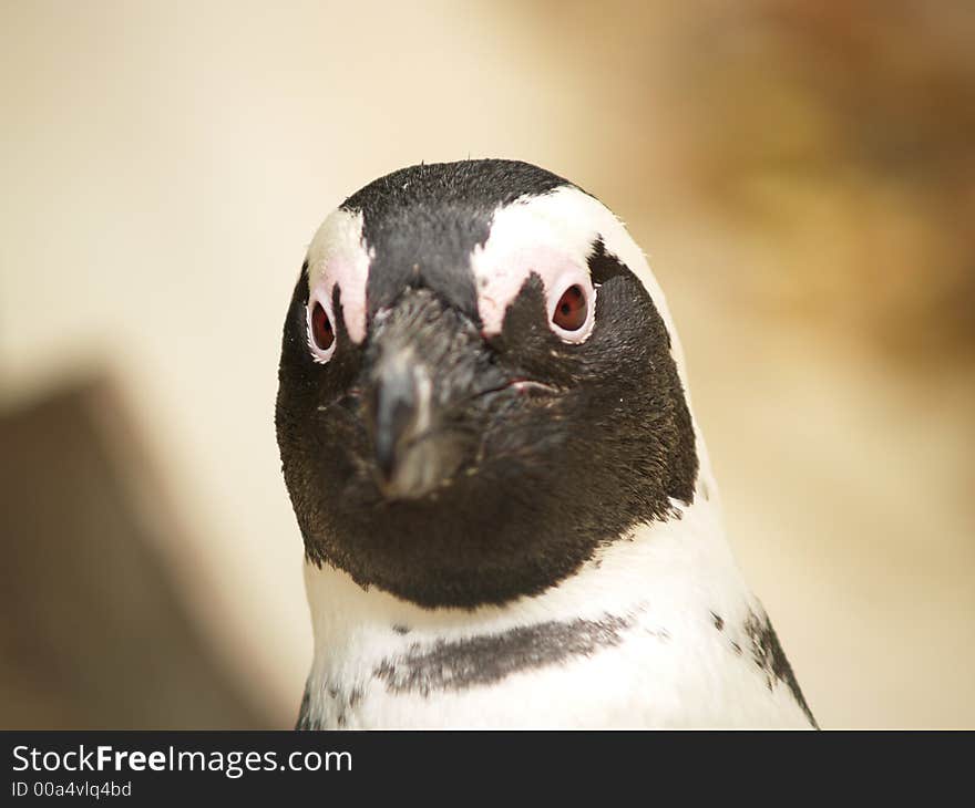 Penguin