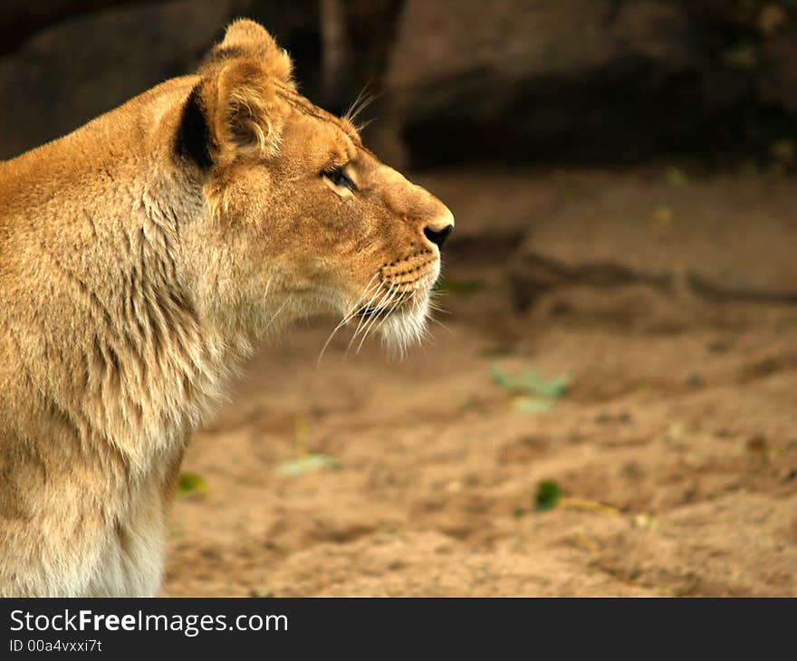 Lioness