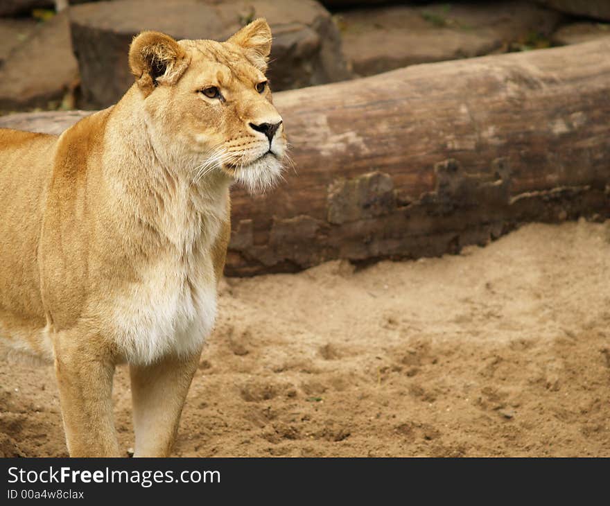 Lioness