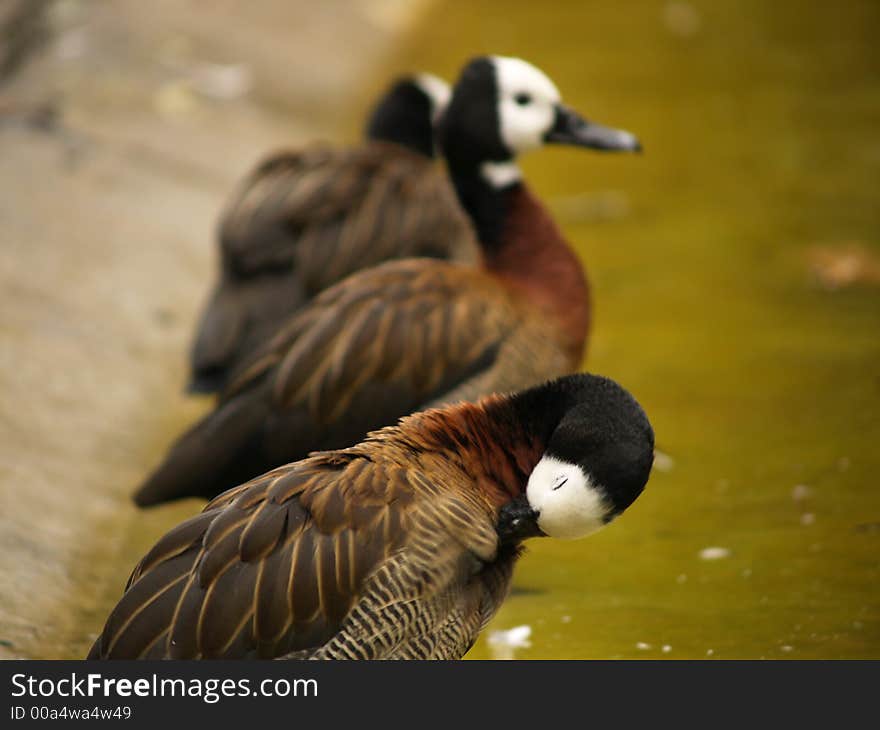 3 ducks in a row