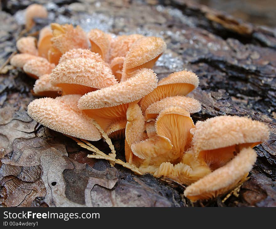 Orange Fungi