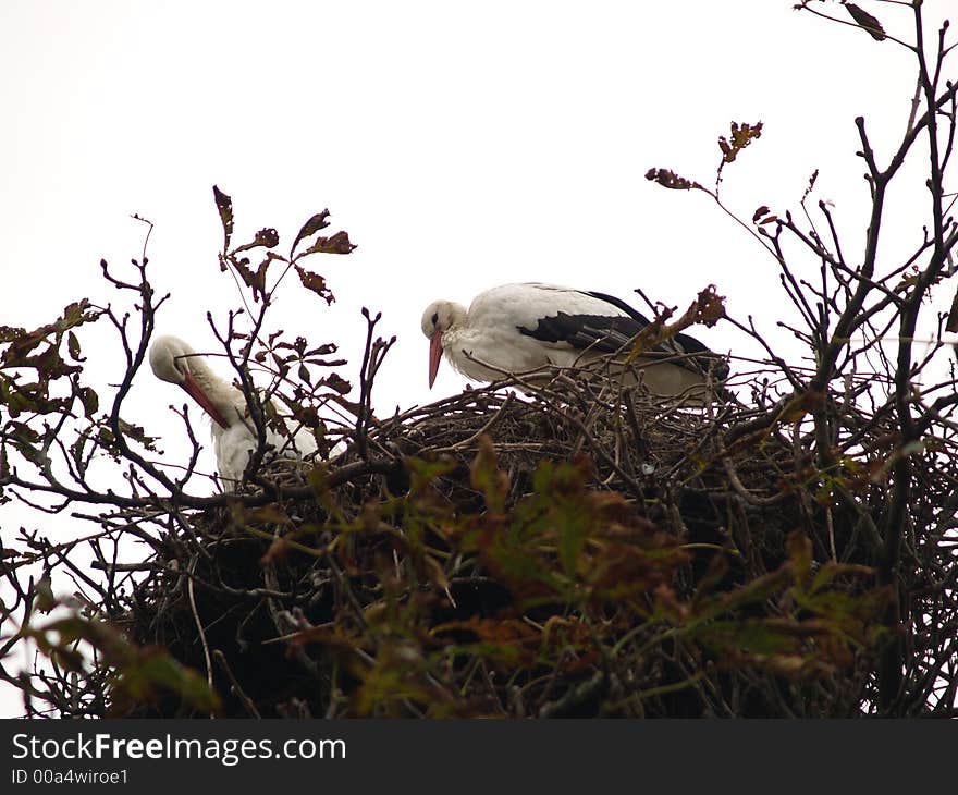 Stork pair delivering babies in their nest. Stork pair delivering babies in their nest