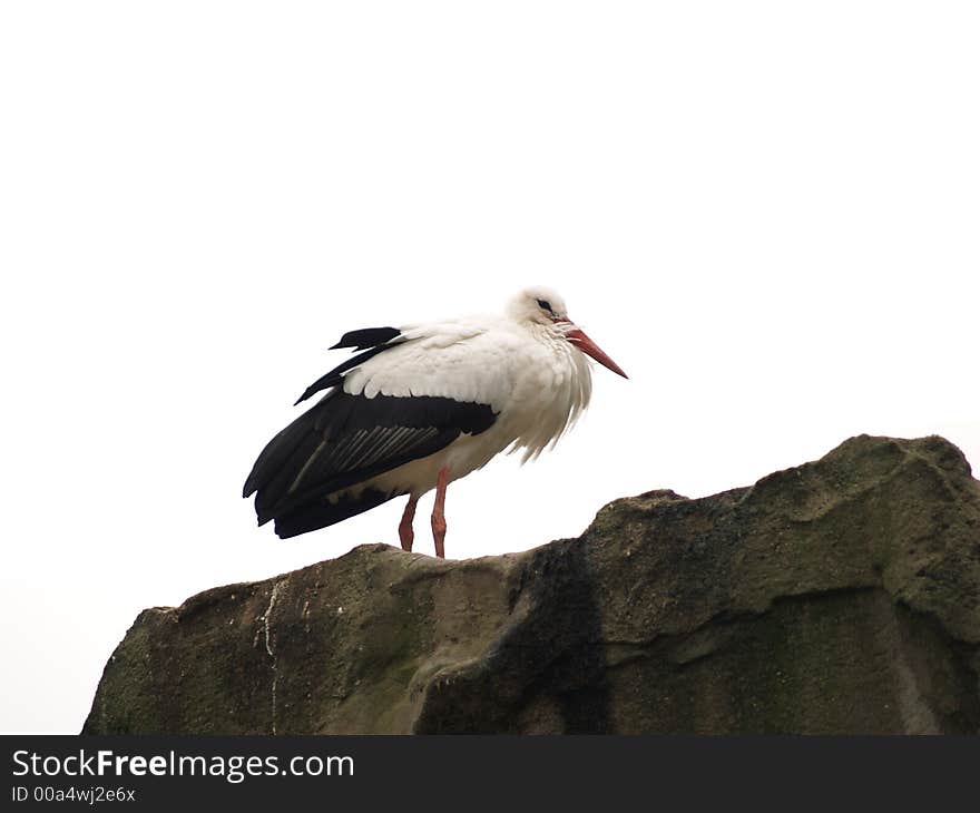 A stork standing on a rock