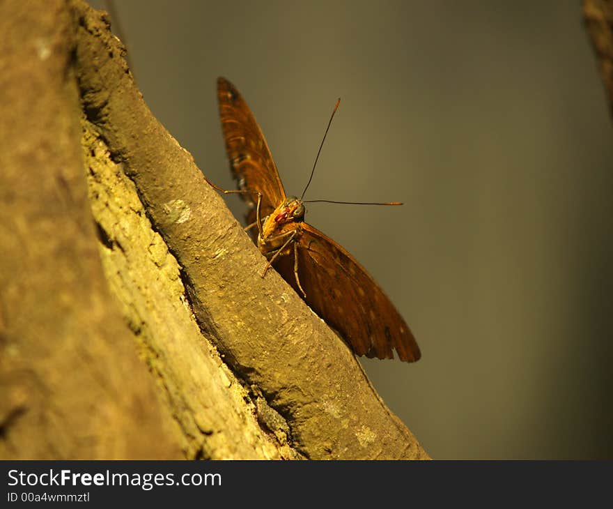 Beautiful butterfly on a tree