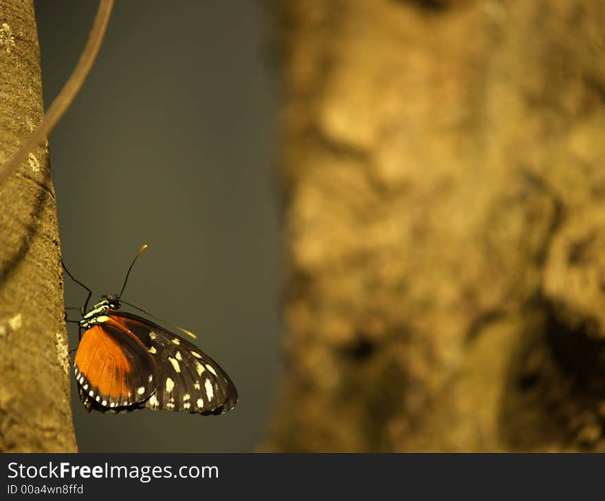 Hecales Longwing on a tree (Heliconius hecale). Hecales Longwing on a tree (Heliconius hecale)