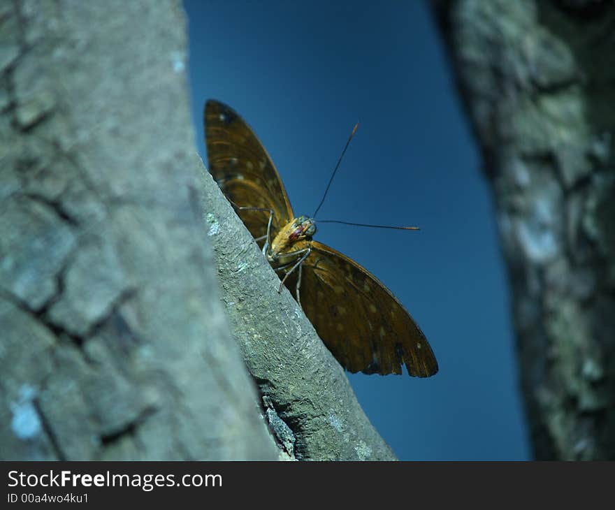 A Beautiful butterfly on a tree