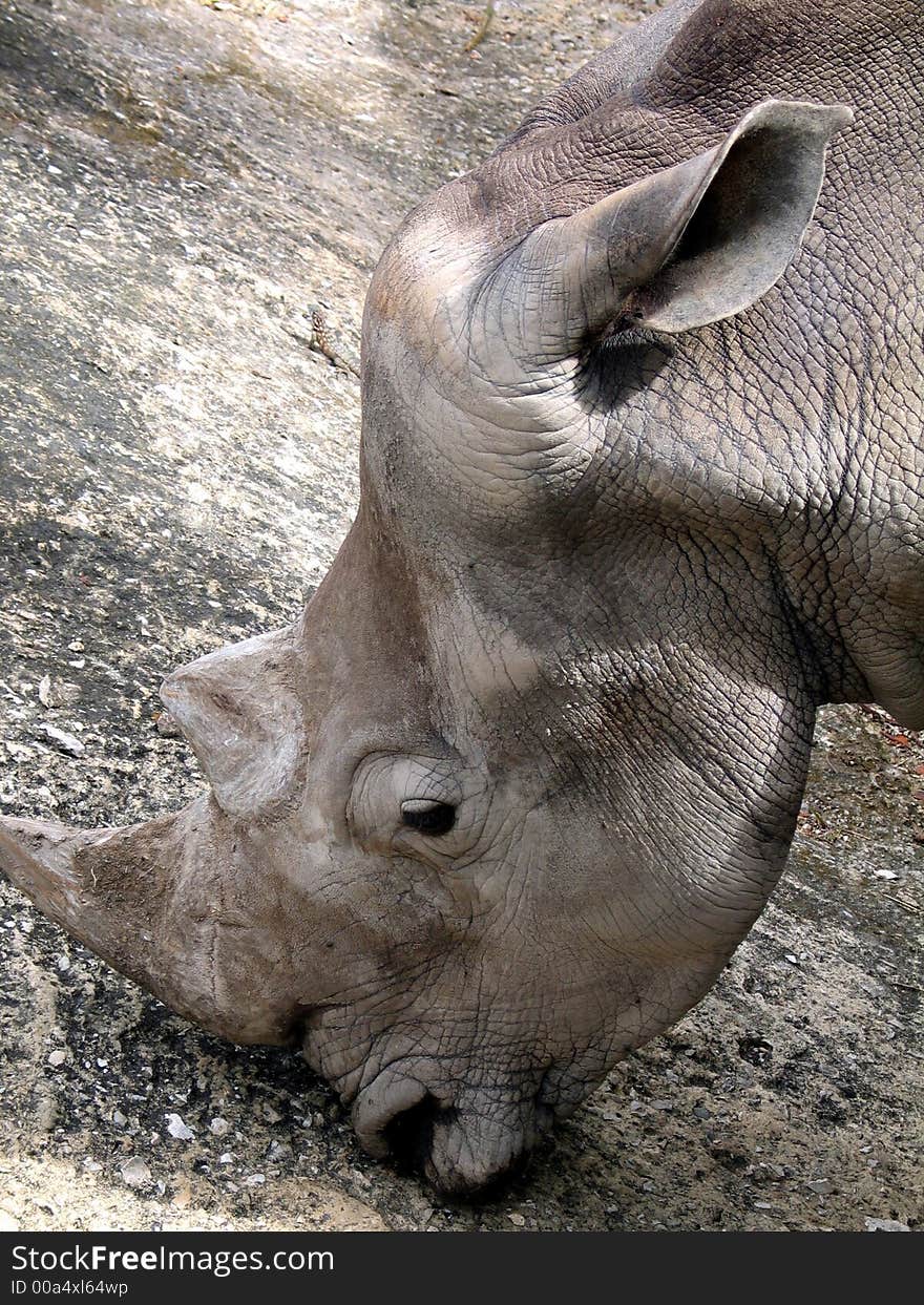 Male Rhino headshot detail - taken on zoo