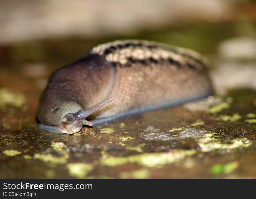 Slug on wet rock