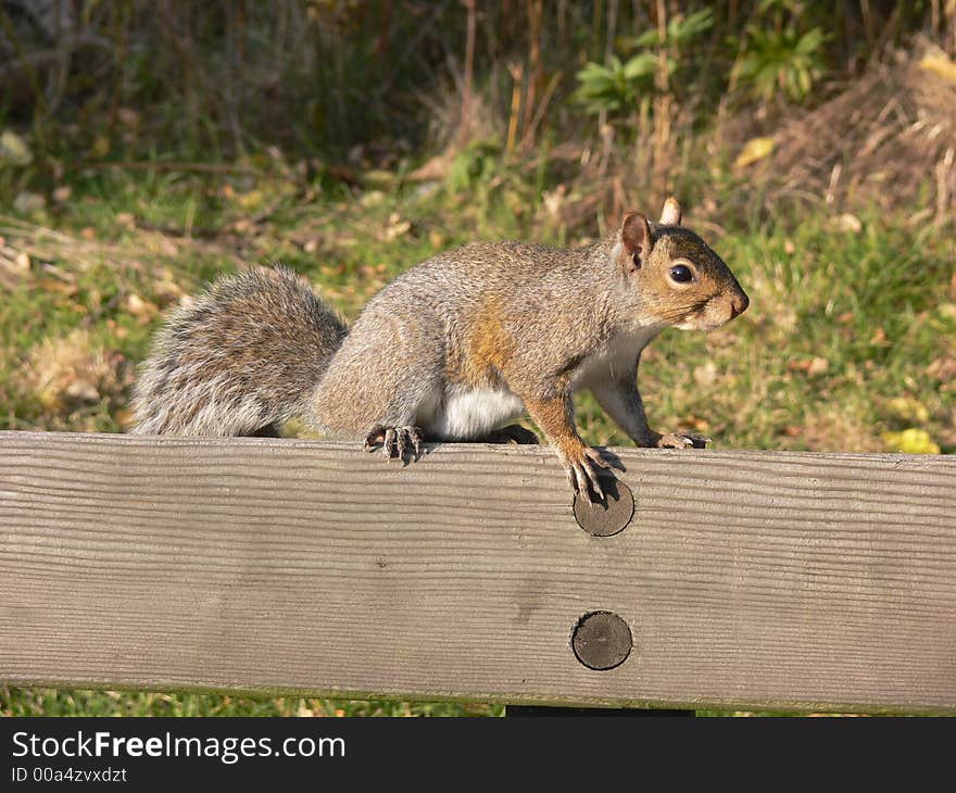 A squirrel sitting on a park bench and looking for food. A squirrel sitting on a park bench and looking for food.