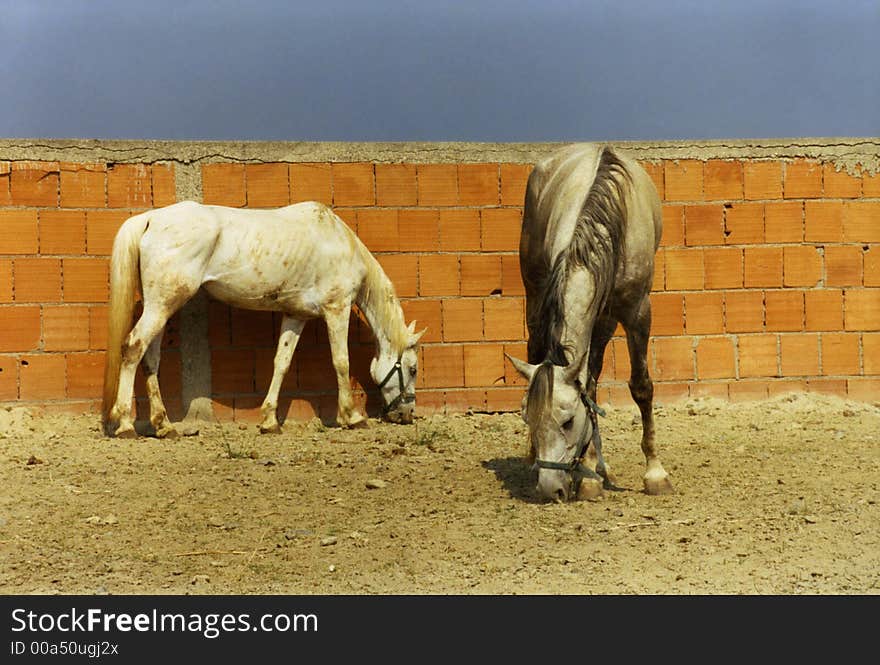 Two skinny grey horses in a sand pen with brick wall as background. Two skinny grey horses in a sand pen with brick wall as background