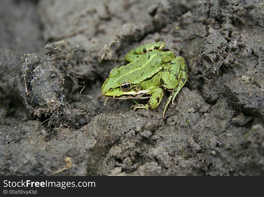 Beautiful Nature scene, green frog