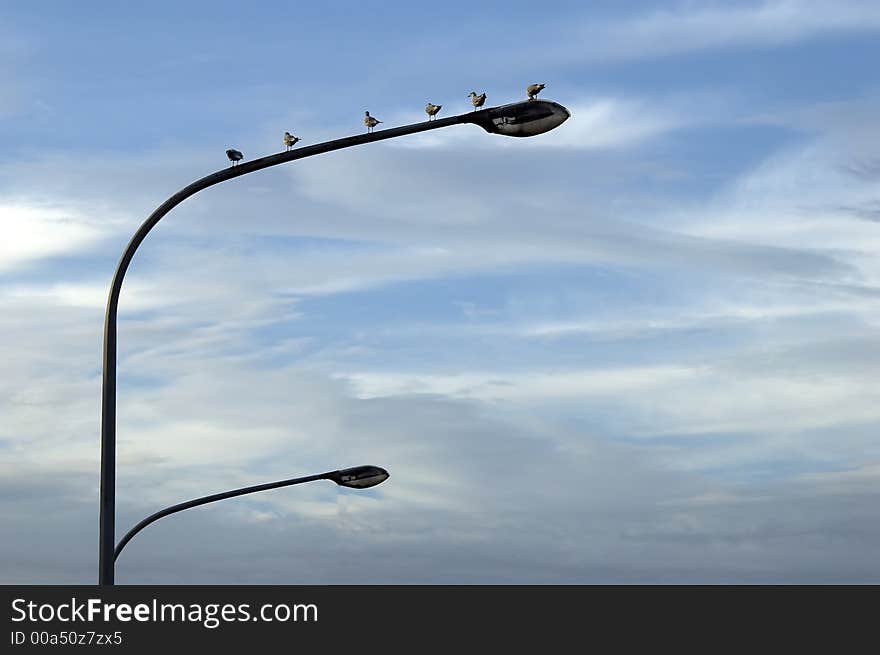 Seagulls on street lantern