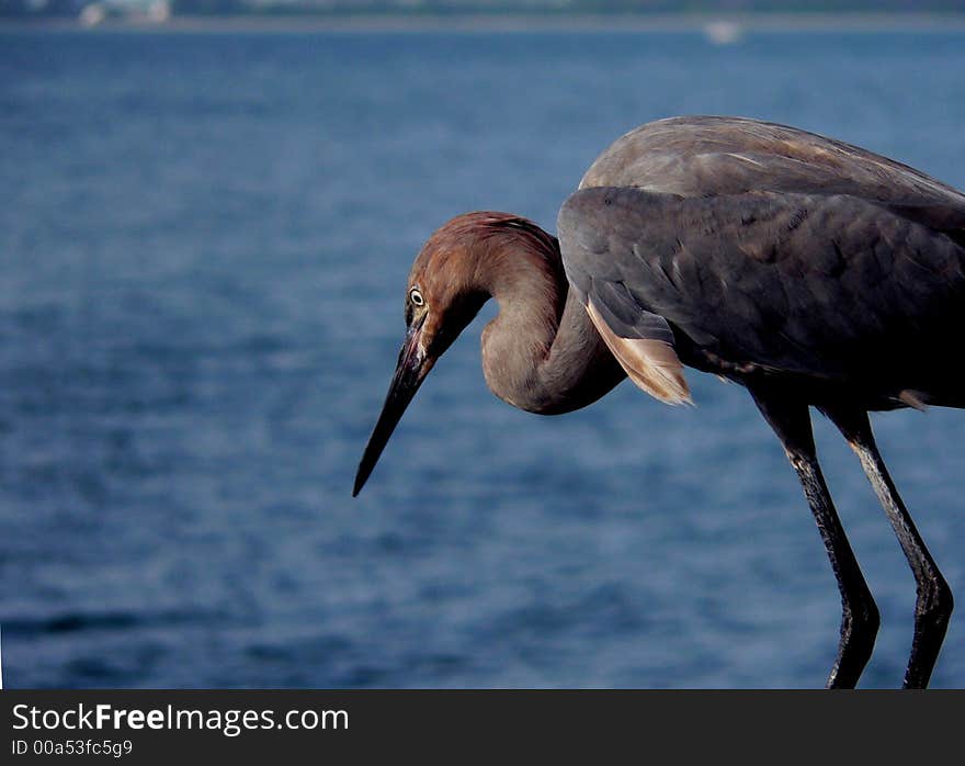 Heron close up with blue ocean background. Heron close up with blue ocean background