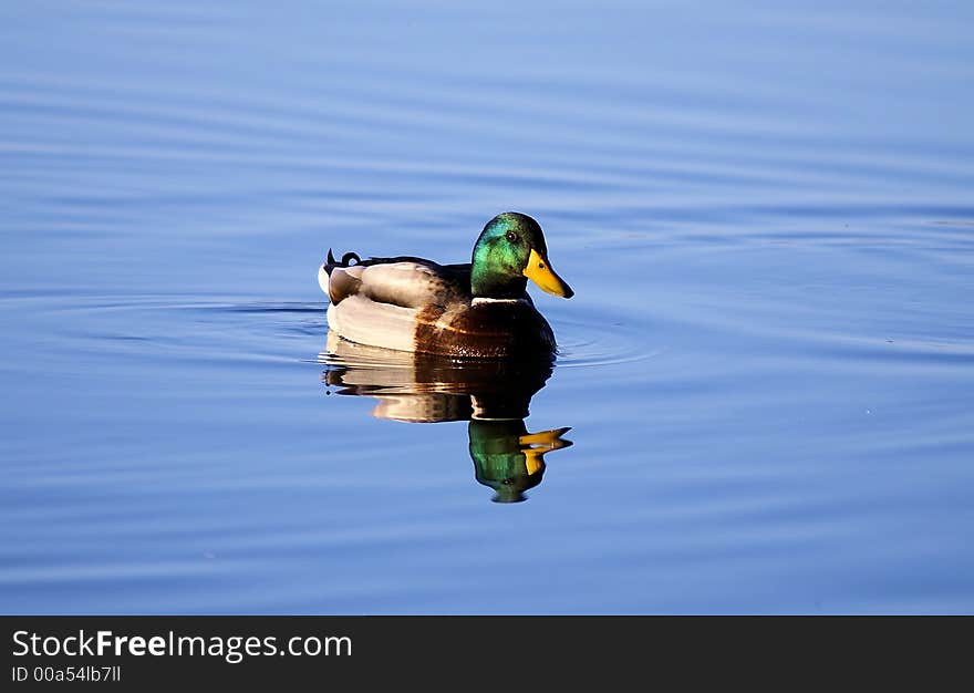 Beautiful mallard duck