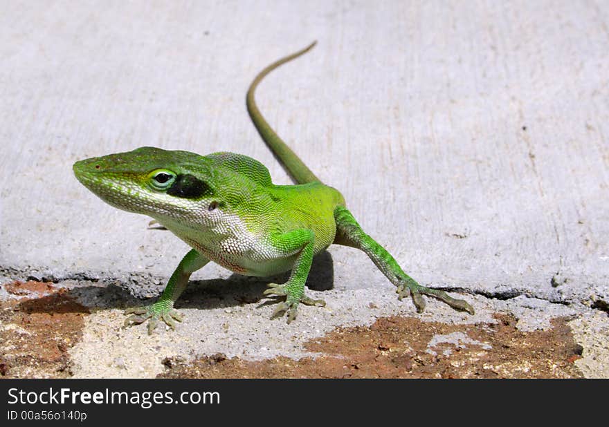 Common green lizard found on the east coast of the United States. Common green lizard found on the east coast of the United States.