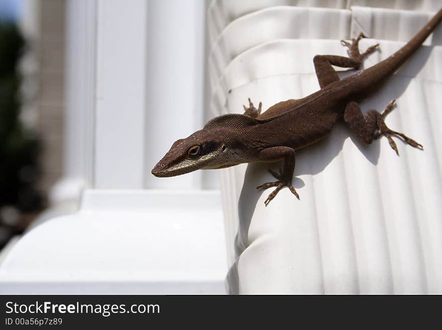 Brown Anole