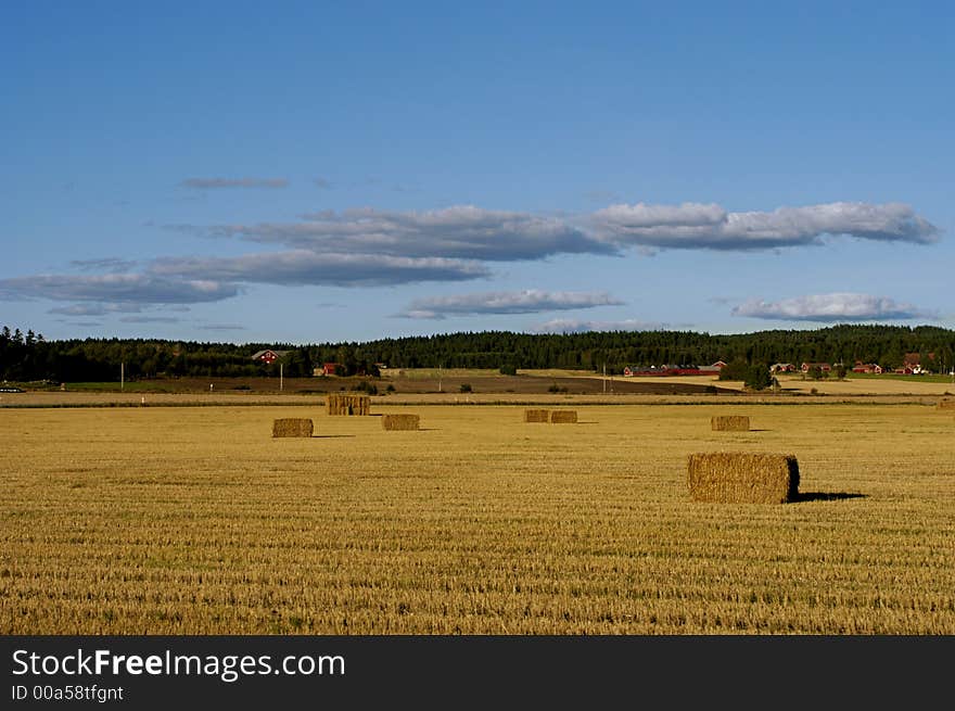 Picture of Scandinavia field after the harvest.