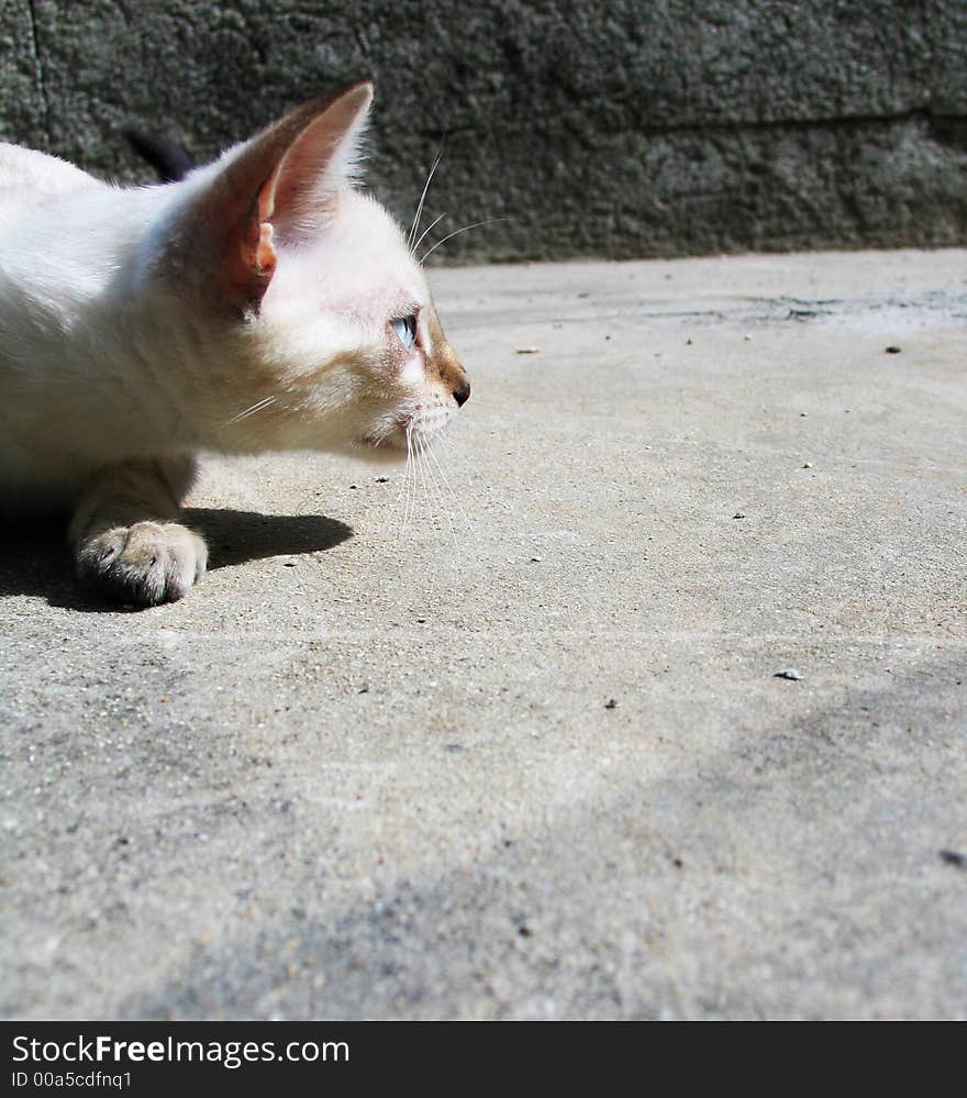 Alert cat profile - a snow bengal kitten