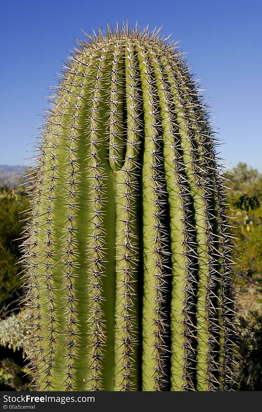 Saguaro Cactus against a blue sky in Tucson, Arizona