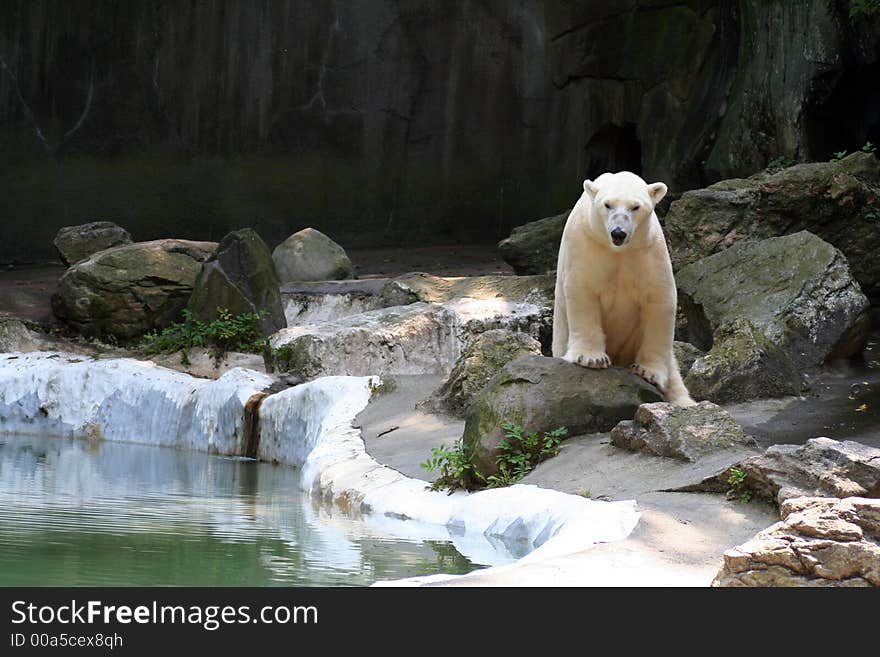 Active Polar Bear in his Cave Area