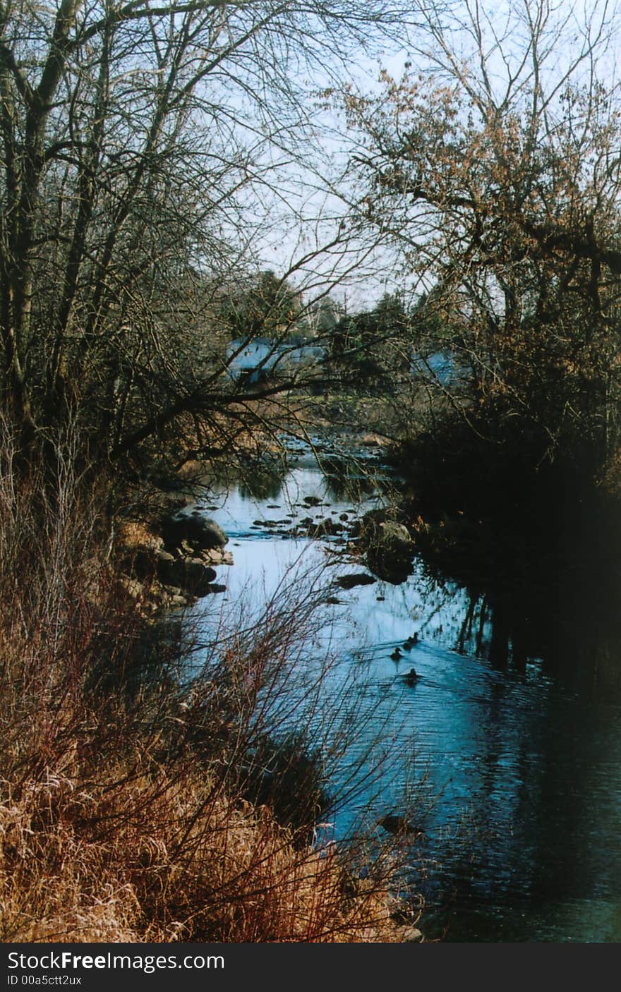 Barren trees, duck family and stream in fall. Barren trees, duck family and stream in fall