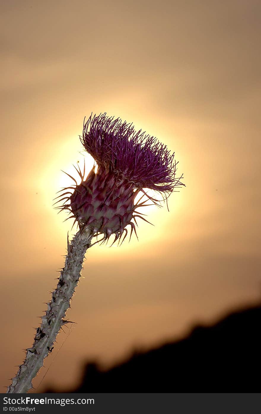 Wild thistle in the sunset