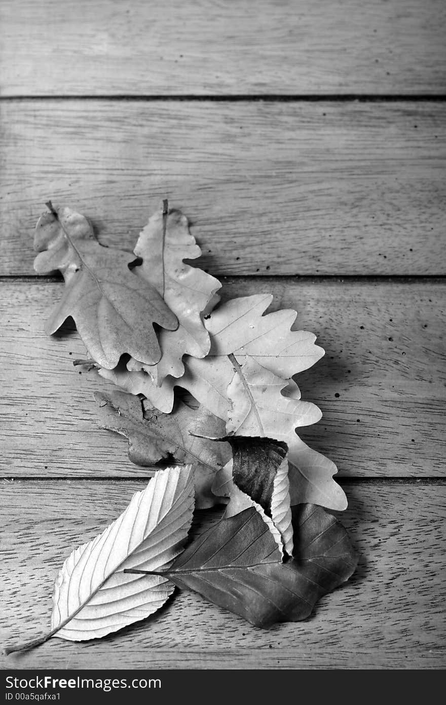 Autumn leaves in black and white. Autumn leaves in black and white