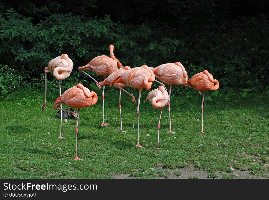 Flamingos at the Berlin zoo