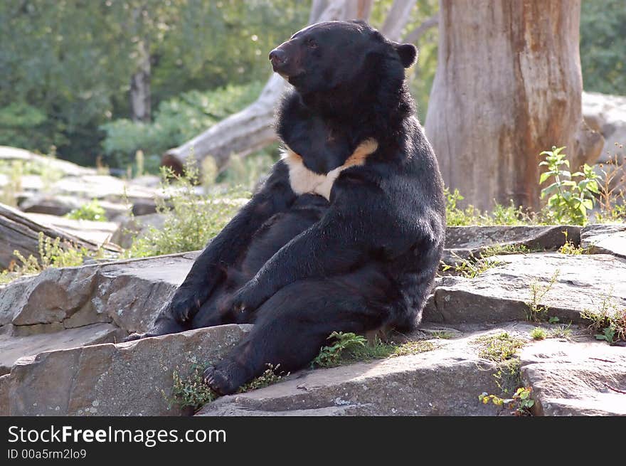 Malaysian bear at the Berlin zoo