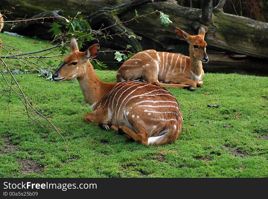 Two Fawns At The Berlin Zoo