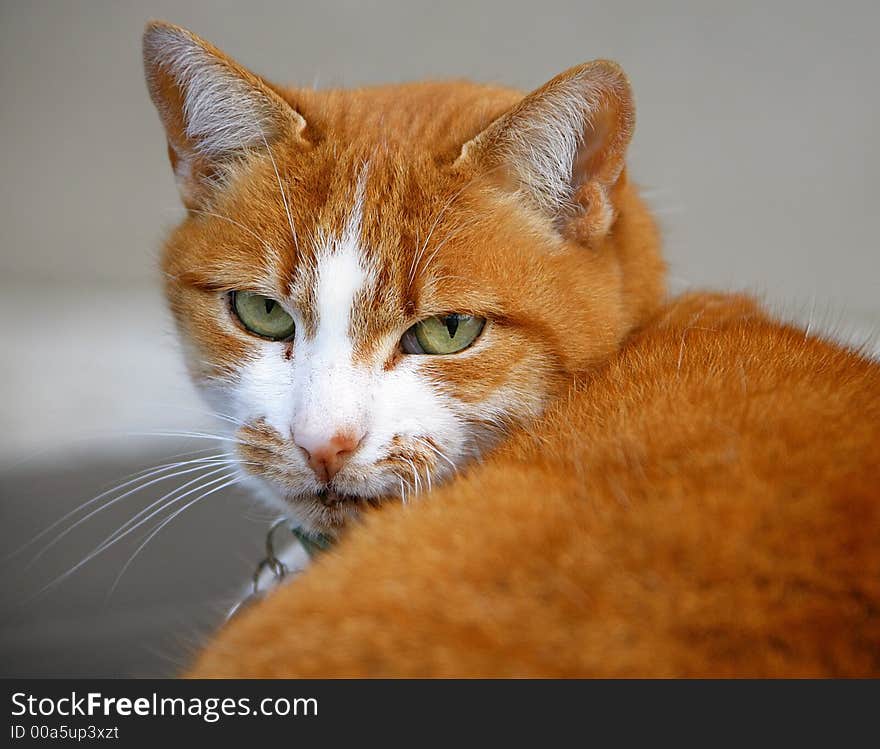 Lazy red cat looking indulgently. Lazy red cat looking indulgently