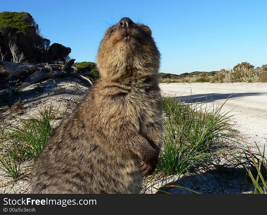 Quokka