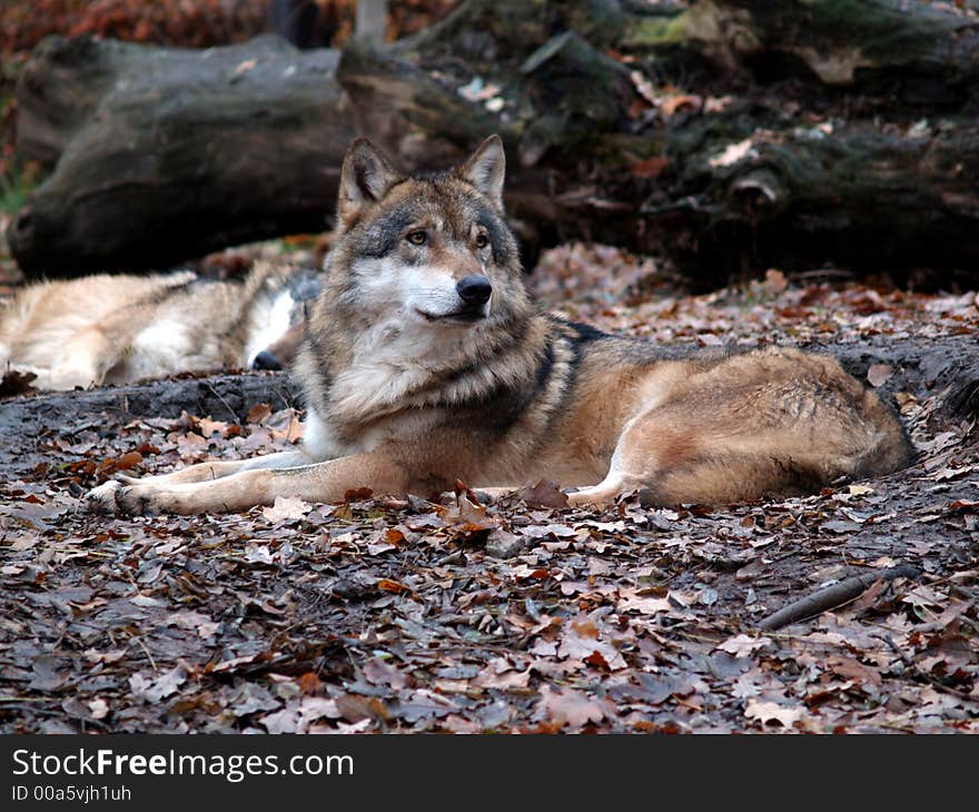 Grey wolf recumbent (Canis Lupus). Grey wolf recumbent (Canis Lupus)