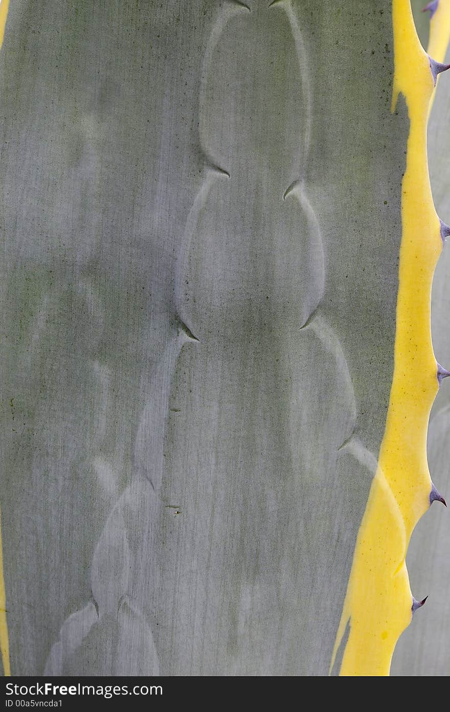 Nature closeup, cactus leaf abstract background