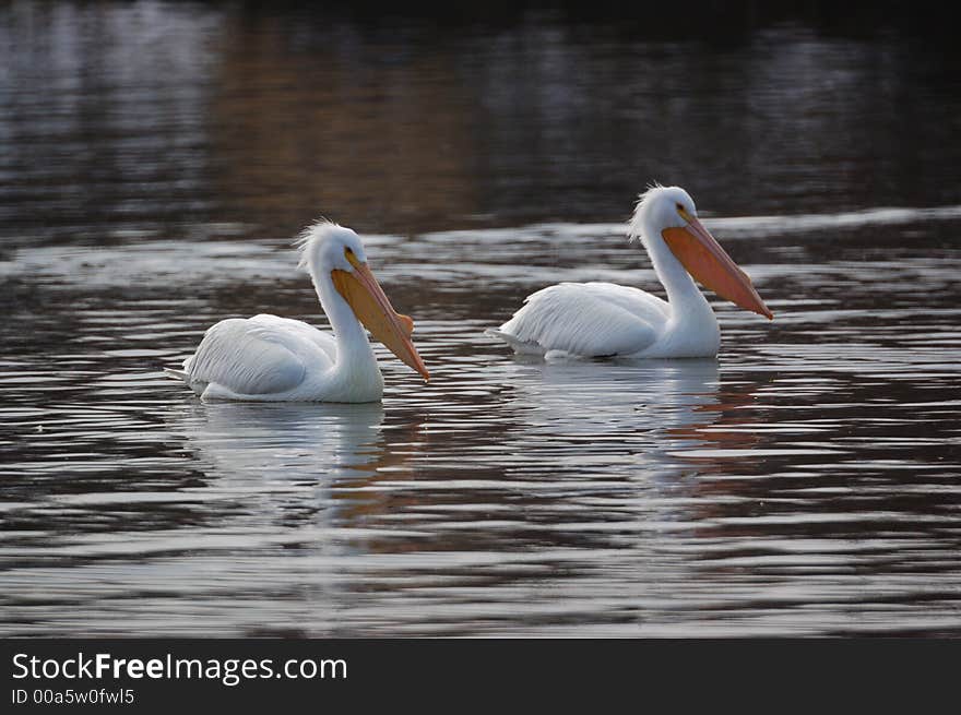 Pelicans 5