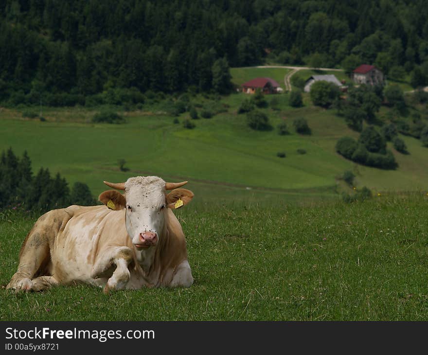 Resting Cow