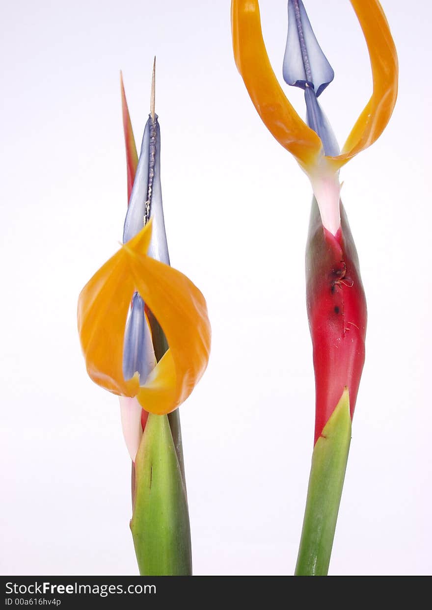 Front view of two steriltzia flowers on white background. Front view of two steriltzia flowers on white background