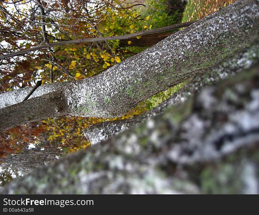 An oak tree with the first signs of snow. An oak tree with the first signs of snow