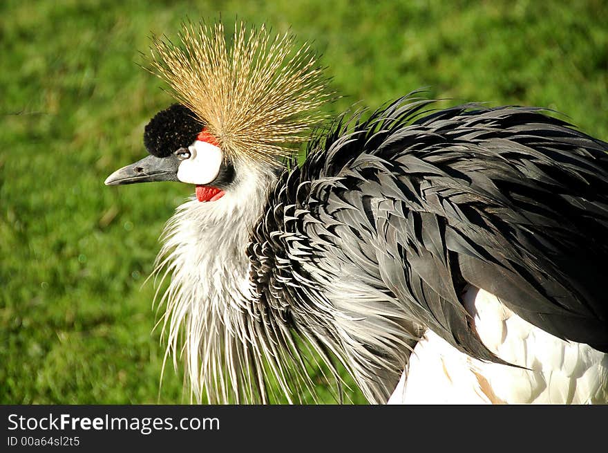 African Crowned Crane