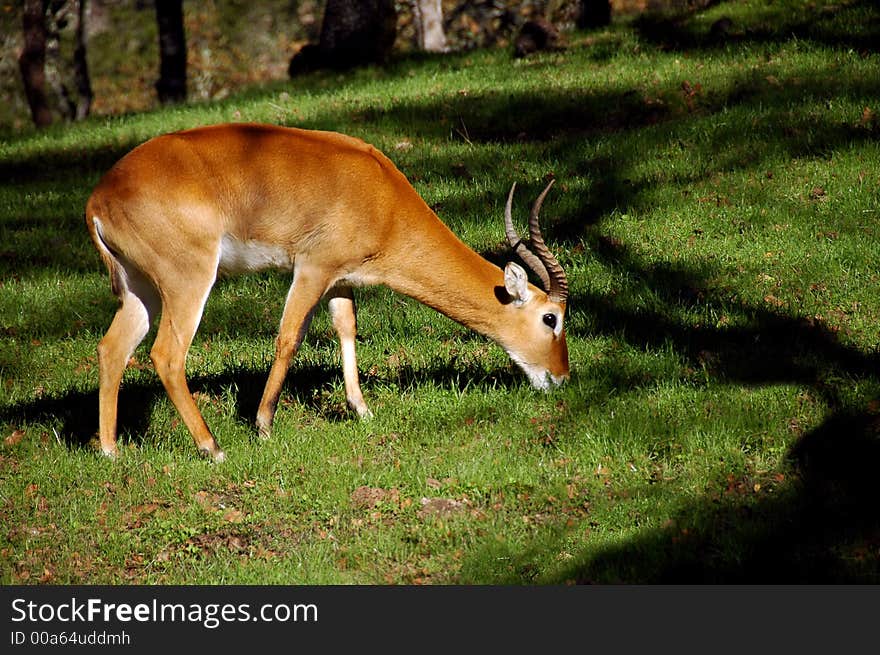 African Gazelle