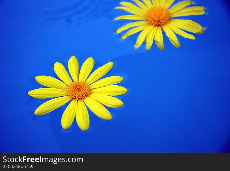 Floating Yellow Dandelions