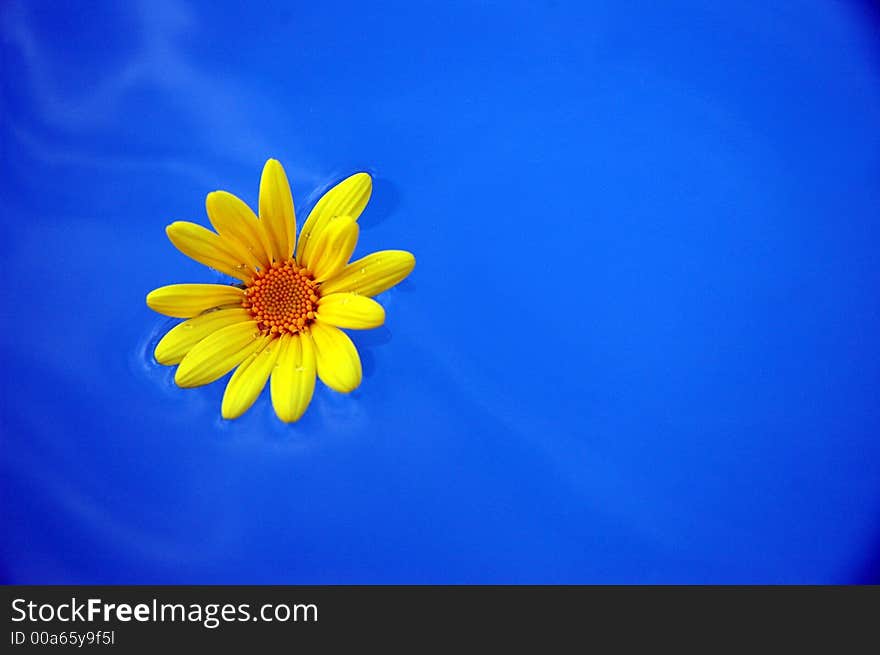 One Floating Dandelion