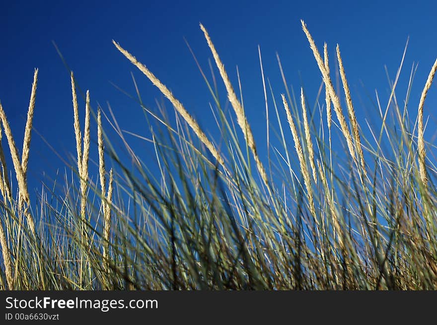 Marram Grass or the latin name Ammophila arenaria covers coastal sand dunes.