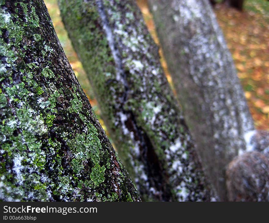 Ice covered branches