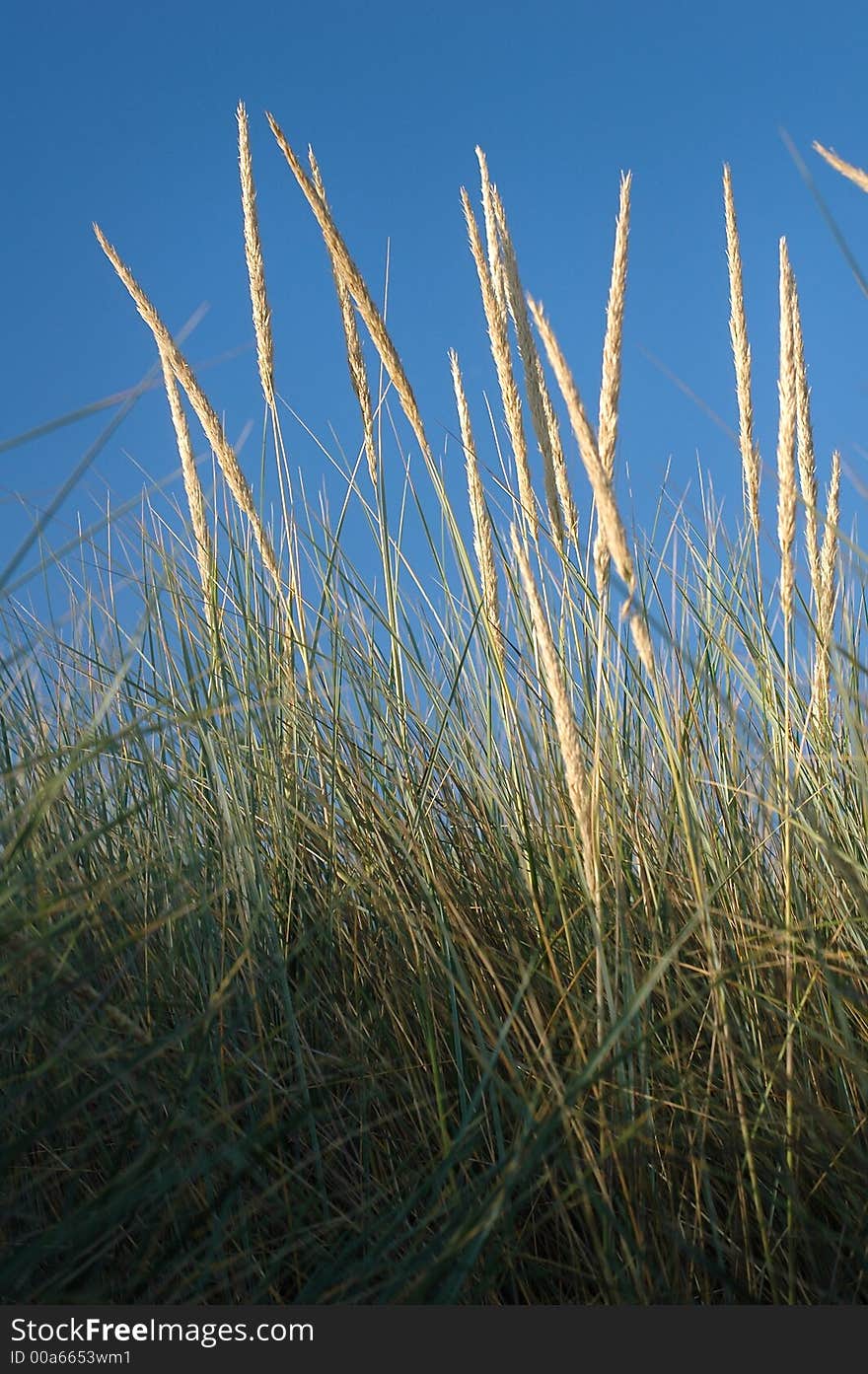 Verticle Marram Grass