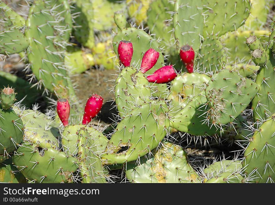 A cactus in full bloom. A cactus in full bloom.