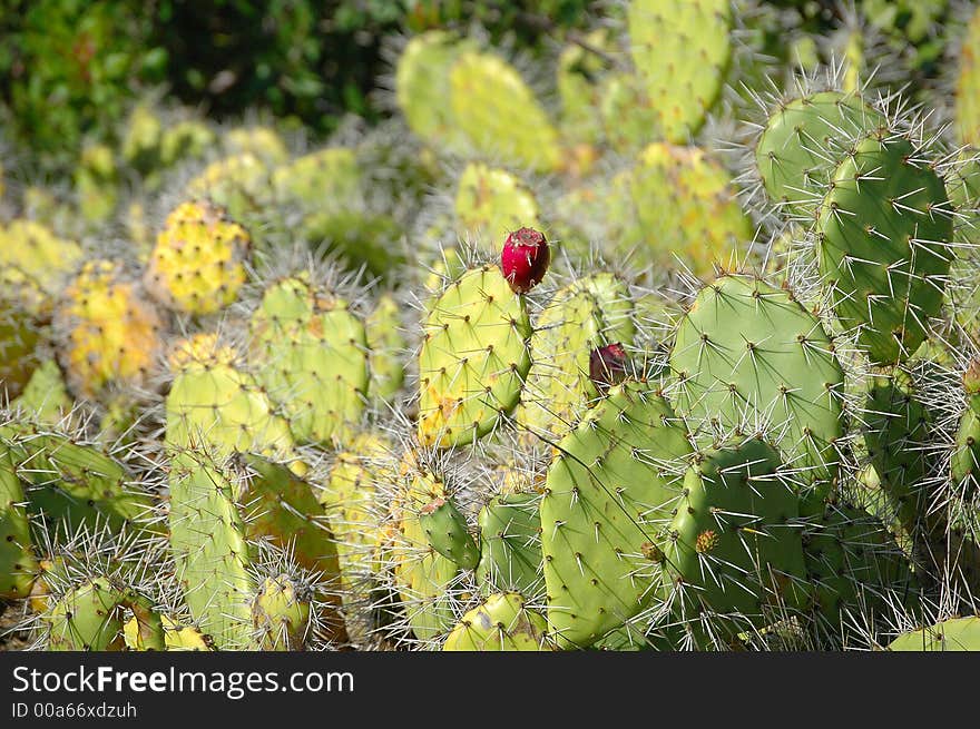 A cactus in full bloom. A cactus in full bloom.